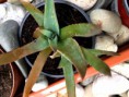 /products/africke-aloe-prave/